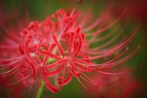やすらぎの林、彼岸花、9月の秋の花、岐阜県本巣市の観光・撮影スポットの画像と写真
