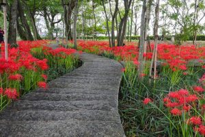 やすらぎの林、彼岸花、9月の秋の花、岐阜県本巣市の観光・撮影スポットの画像と写真