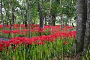 やすらぎの林、彼岸花、9月の秋の花、岐阜県本巣市の観光・撮影スポットの画像と写真