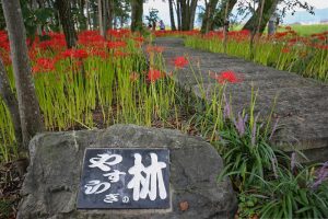 やすらぎの林、彼岸花、9月の秋の花、岐阜県本巣市の観光・撮影スポットの画像と写真