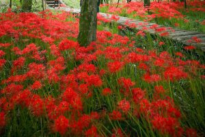 やすらぎの林、彼岸花、9月の秋の花、岐阜県本巣市の観光・撮影スポットの画像と写真