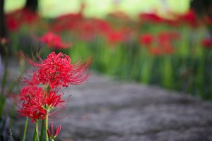 やすらぎの林、彼岸花、9月の秋の花、岐阜県本巣市の観光・撮影スポットの画像と写真