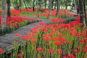 やすらぎの林、彼岸花、9月の秋の花、岐阜県本巣市の観光・撮影スポットの画像と写真