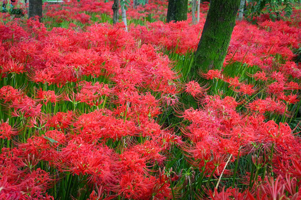 やすらぎの林、彼岸花、9月の秋の花、岐阜県本巣市の観光・撮影スポットの画像と写真