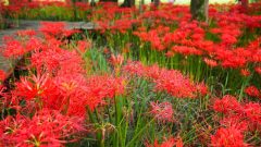 やすらぎの林、彼岸花、9月の秋の花、岐阜県本巣市の観光・撮影スポットの画像と写真