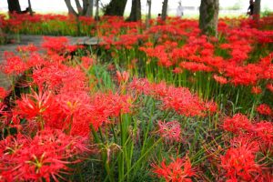 やすらぎの林、彼岸花、9月の秋の花、岐阜県本巣市の観光・撮影スポットの画像と写真
