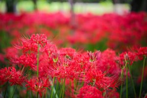 やすらぎの林、彼岸花、9月の秋の花、岐阜県本巣市の観光・撮影スポットの画像と写真