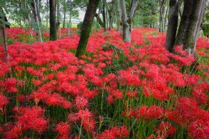 やすらぎの林、彼岸花、9月の秋の花、岐阜県本巣市の観光・撮影スポットの画像と写真
