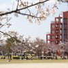 落合公園、桜、水の塔、3月の春の花、愛知県春日井市の観光・撮影スポットの画像と写真