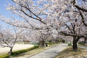 落合公園、桜、3月の春の花、愛知県春日井市の観光・撮影スポットの画像と写真
