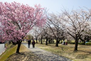 落合公園、桜、3月の春の花、愛知県春日井市の観光・撮影スポットの画像と写真