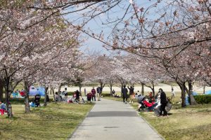落合公園、桜、3月の春の花、愛知県春日井市の観光・撮影スポットの画像と写真