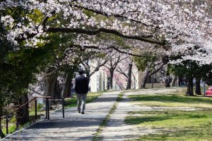 落合公園、桜、3月の春の花、愛知県春日井市の観光・撮影スポットの画像と写真