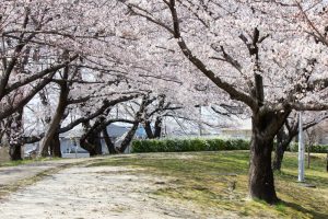 落合公園、桜、3月の春の花、愛知県春日井市の観光・撮影スポットの画像と写真