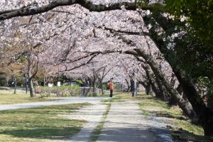 落合公園、桜、3月の春の花、愛知県春日井市の観光・撮影スポットの画像と写真