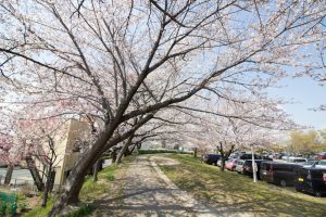 落合公園、桜、3月の春の花、愛知県春日井市の観光・撮影スポットの画像と写真