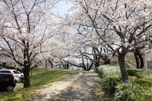落合公園、桜、3月の春の花、愛知県春日井市の観光・撮影スポットの画像と写真
