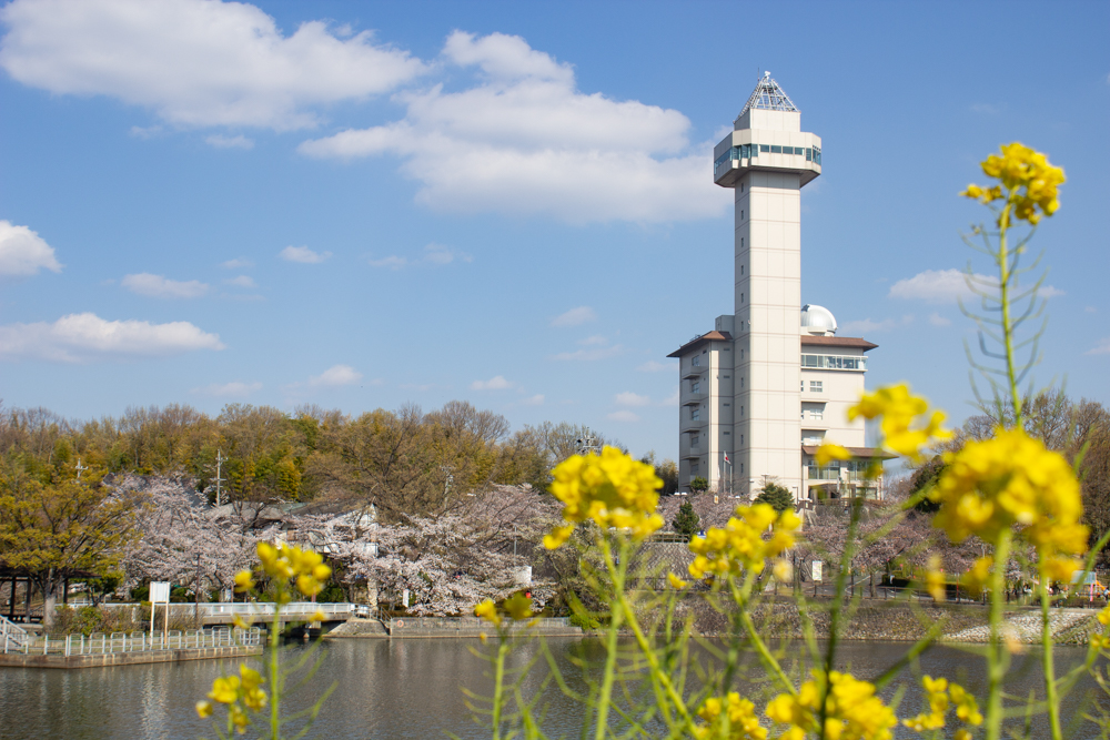 城山公園、スカイワードあさひ、桜・菜の花、3月の春の花、愛知県尾張旭市の観光・撮影スポットの画像と写真