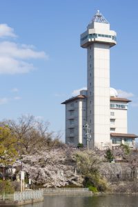 城山公園、桜・スカイワードあさひ、3月の春の花、愛知県尾張旭市の観光・撮影スポットの画像と写真
