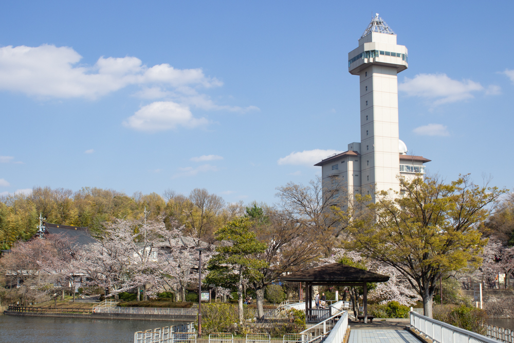 城山公園、桜・スカイワードあさひ、3月の春の花、愛知県尾張旭市の観光・撮影スポットの画像と写真