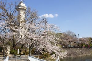 城山公園、桜・スカイワードあさひ、3月の春の花、愛知県尾張旭市の観光・撮影スポットの画像と写真