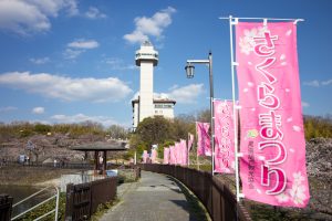 城山公園、桜まつり、3月の春の花、愛知県尾張旭市の観光・撮影スポットの画像と写真