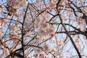 名城公園、桜、3月の春の花、名古屋市北区の観光・撮影スポットの画像と写真