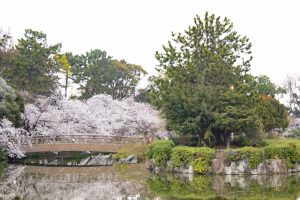 名城公園、桜、3月の春の花、名古屋市北区の観光・撮影スポットの画像と写真