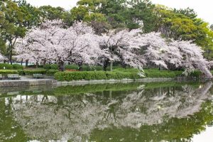 名城公園、桜、3月の春の花、名古屋市北区の観光・撮影スポットの画像と写真