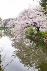 名城公園、桜、3月の春の花、名古屋市北区の観光・撮影スポットの画像と写真
