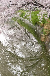 名城公園、桜、3月の春の花、名古屋市北区の観光・撮影スポットの画像と写真