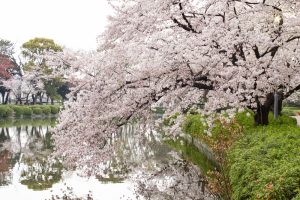 名城公園、桜、3月の春の花、名古屋市北区の観光・撮影スポットの画像と写真