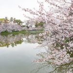 名城公園、桜、3月の春の花、名古屋市北区の観光・撮影スポットの画像と写真