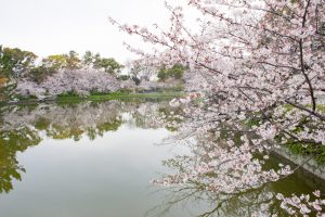 名城公園、桜、3月の春の花、名古屋市北区の観光・撮影スポットの画像と写真