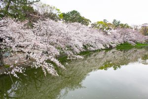 名城公園、桜、3月の春の花、名古屋市北区の観光・撮影スポットの画像と写真