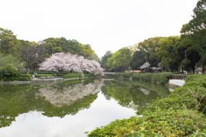 名城公園、桜、3月の春の花、名古屋市北区の観光・撮影スポットの画像と写真