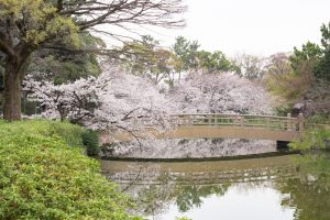 名城公園、桜、3月の春の花、名古屋市北区の観光・撮影スポットの画像と写真