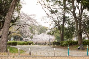 名城公園、桜、3月の春の花、名古屋市北区の観光・撮影スポットの画像と写真