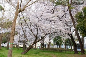 志賀公園、桜、３月の春の花、名古屋市北区の観光・撮影スポットの画像と写真