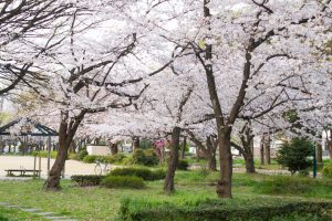 志賀公園、桜、３月の春の花、名古屋市北区の観光・撮影スポットの画像と写真