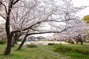 志賀公園、桜、３月の春の花、名古屋市北区の観光・撮影スポットの画像と写真