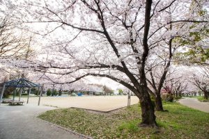 志賀公園、桜、３月の春の花、名古屋市北区の観光・撮影スポットの画像と写真
