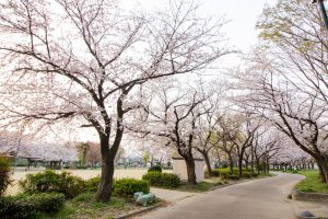 志賀公園、桜、３月の春の花、名古屋市北区の観光・撮影スポットの画像と写真