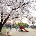 志賀公園、桜、３月の春の花、名古屋市北区の観光・撮影スポットの画像と写真