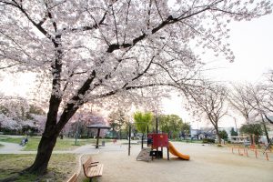 志賀公園、桜、３月の春の花、名古屋市北区の観光・撮影スポットの画像と写真
