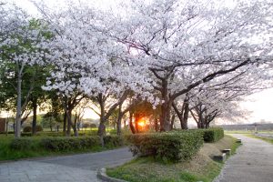 庄内庄内緑地公園、桜、3月の春の花、名古屋市西区の観光・撮影スポットの画像と写真
