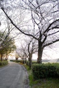 庄庄内緑地公園、桜、3月の春の花、名古屋市西区の観光・撮影スポットの画像と写真