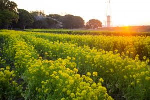 庄内緑地公園、桜、菜の花、3月の春の花、名古屋市西区の観光・撮影スポットの画像と写真
