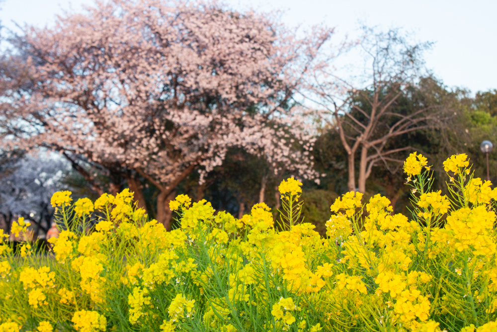 庄内緑地公園、桜、菜の花、3月の春の花、名古屋市西区の観光・撮影スポットの画像と写真