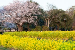 庄内緑地公園、桜、菜の花、3月の春の花、名古屋市西区の観光・撮影スポットの画像と写真